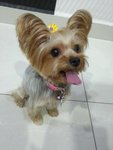 Cookies - Yorkshire Terrier Yorkie Dog