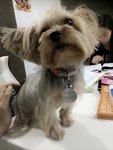 Cookies - Yorkshire Terrier Yorkie Dog