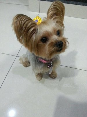 Cookies - Yorkshire Terrier Yorkie Dog