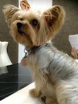 Cookies - Yorkshire Terrier Yorkie Dog