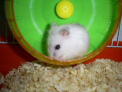 Tequila - Short Dwarf Hamster Hamster