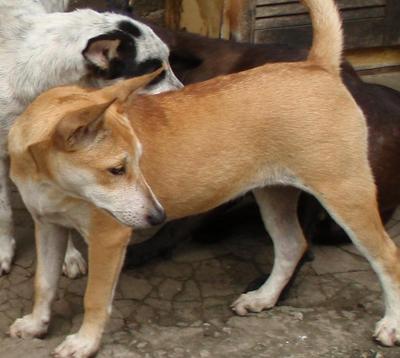 Shinny - Mixed Breed Dog