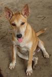 Shinny - Mixed Breed Dog