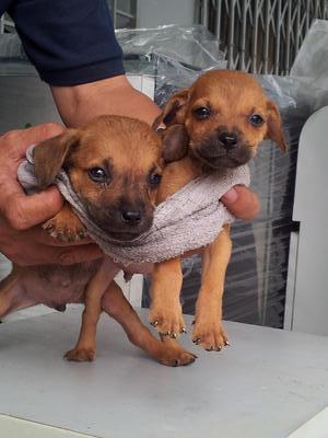 Twins - Mixed Breed Dog