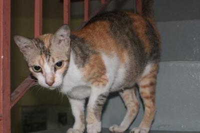 PF33578 - Domestic Short Hair Cat