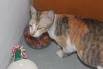PF33578 - Domestic Short Hair Cat