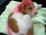 Pinky - Mixed Breed Dog