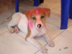 Pinky - Mixed Breed Dog