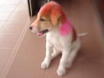 Pinky - Mixed Breed Dog