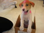 Pinky - Mixed Breed Dog