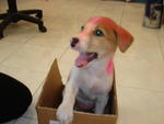 Pinky - Mixed Breed Dog