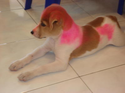 Pinky - Mixed Breed Dog