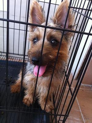 Momo - Silky Terrier Dog