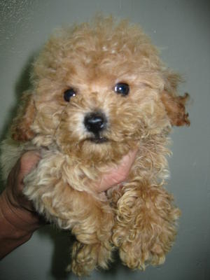 Cute+cute Brown Toy Poodle  - Poodle Dog