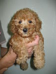 Cute+cute Brown Toy Poodle  - Poodle Dog