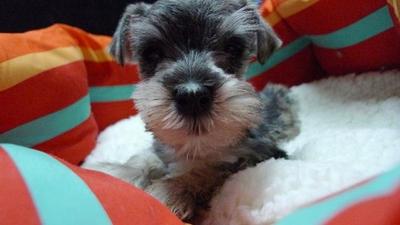 Miniature Schnauzer Small Size - Schnauzer Dog