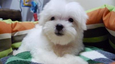 Maltese Small Size Adorable - Maltese Dog