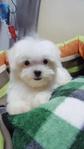 Maltese Small Size Adorable - Maltese Dog