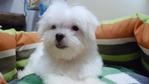 Maltese Small Size Adorable - Maltese Dog