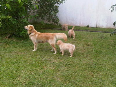 Rani - Golden Retriever Dog