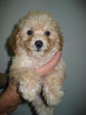 Cream2 Toy Poodle Puppies - Poodle Dog