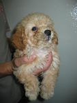 Cream2 Toy Poodle Puppies - Poodle Dog