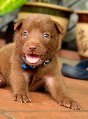 Cute Puppies - Spitz Mix Dog