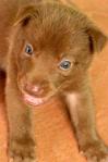 Cute Puppies - Spitz Mix Dog