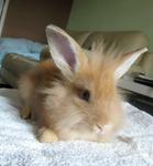 PF33599 - Lionhead Rabbit