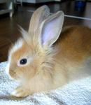 PF33599 - Lionhead Rabbit