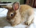 PF33599 - Lionhead Rabbit