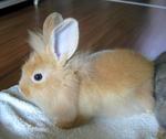 PF33599 - Lionhead Rabbit