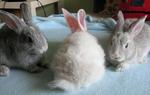 Blue-eyed  Grey Bunny - Chinchilla + Angora Rabbit Rabbit