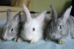 Blue-eyed  Grey Bunny - Chinchilla + Angora Rabbit Rabbit