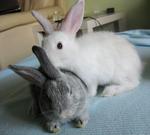 Blue-eyed  Grey Bunny - Chinchilla + Angora Rabbit Rabbit