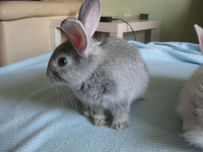 Blue-eyed  Grey Bunny - Chinchilla + Angora Rabbit Rabbit