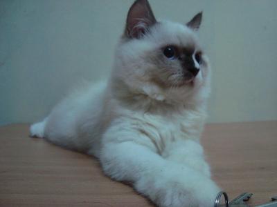 Bobo - Persian + Ragdoll Cat