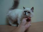 Bobo - Persian + Ragdoll Cat