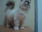 Bobo - Persian + Ragdoll Cat