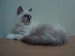 Bobo - Persian + Ragdoll Cat