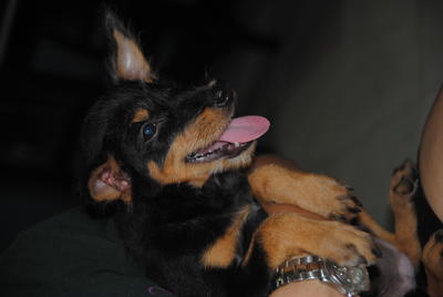 Mabel - Terrier + Miniature Pinscher Dog