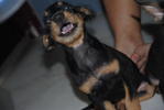 Mabel - Terrier + Miniature Pinscher Dog