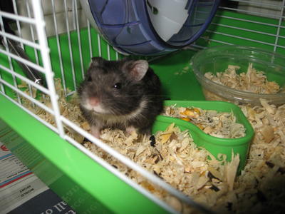 Christian Charlie Teddy D'oreo - Chinese Hamster + Short Dwarf Hamster Hamster