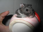 Christian Charlie Teddy D'oreo - Chinese Hamster + Short Dwarf Hamster Hamster