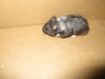 Christian Charlie Teddy D'oreo - Chinese Hamster + Short Dwarf Hamster Hamster