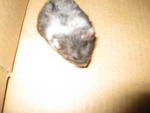 Christian Charlie Teddy D'oreo - Chinese Hamster + Short Dwarf Hamster Hamster