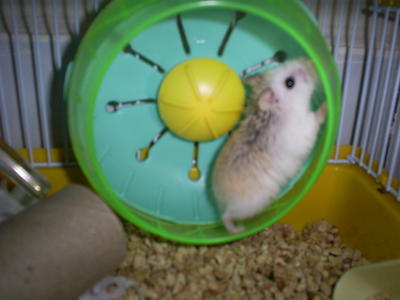 Chuzzle Martini Peter - Roborovsky's Hamster Hamster