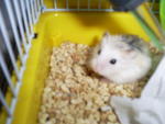 Chuzzle Martini Peter - Roborovsky's Hamster Hamster