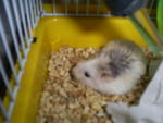 Chuzzle Martini Peter - Roborovsky's Hamster Hamster