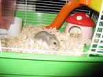 Dominic Nibbles Peter - Short Dwarf Hamster Hamster